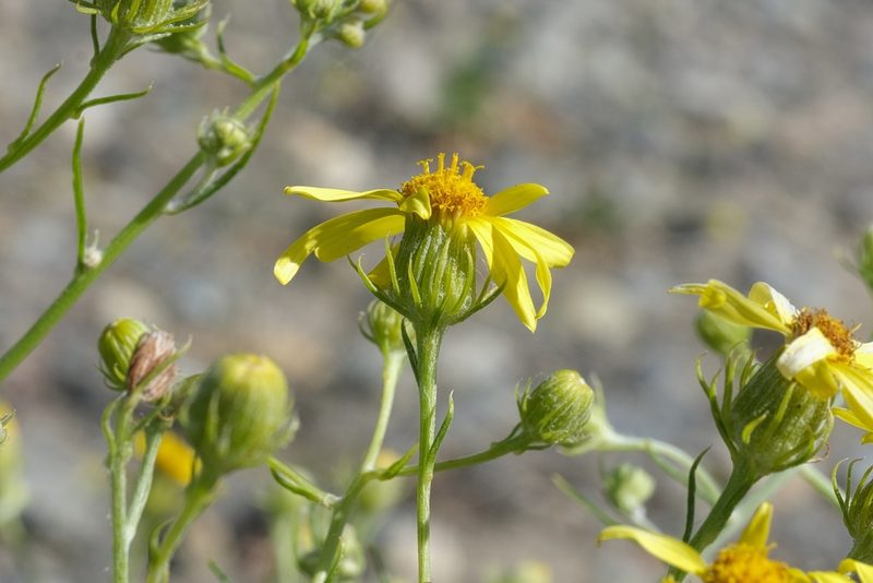 Senecio flaccidus, photographed by Madeleine Claire