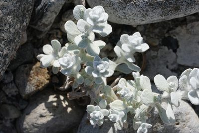 Lepidospartum squamatum, photographed by Madeleine Claire