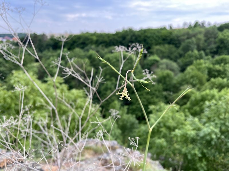 Seseli osseum, photographed by Pavel Kacl
