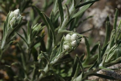 Pseudognaphalium leucocephalum, photographed by Madeleine Claire