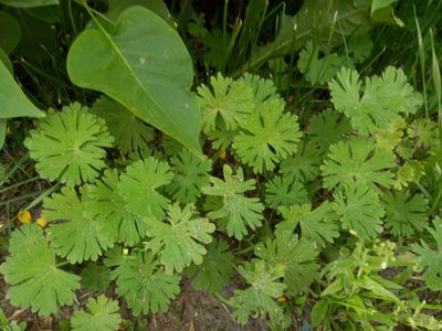 Geranium pusillum, photographed by Anastasia_Surkova