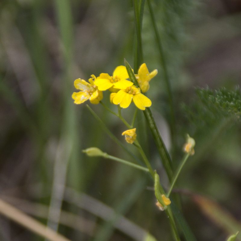 Draba sibirica, photographed by Иван Шихалев