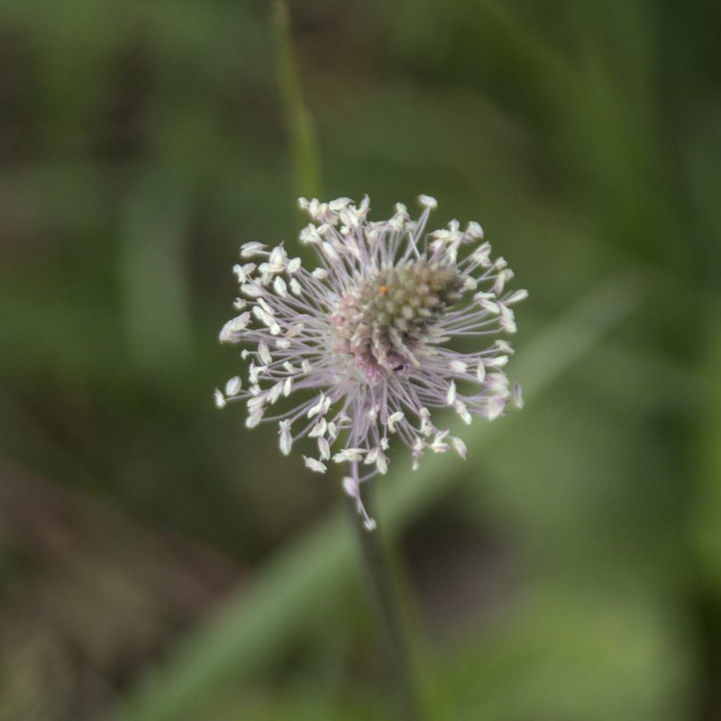Plantago media, photographed by Иван Шихалев