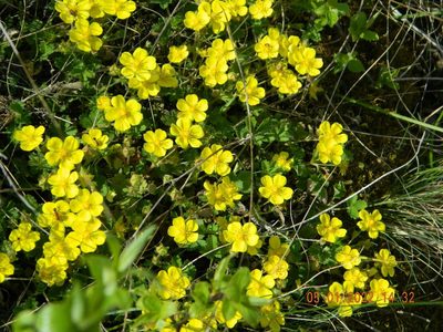 Potentilla incana, photographed by Galyna Mykytynets
