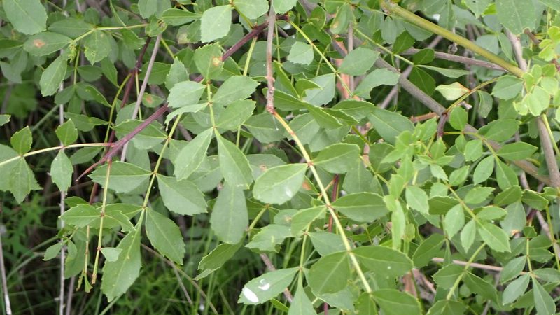 Fraxinus angustifolia, photographed by scolym