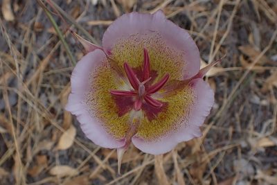Calochortus plummerae, photographed by Madeleine Claire