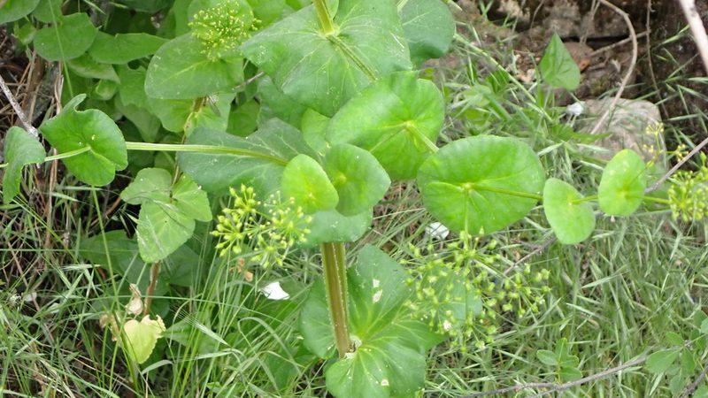 Smyrnium perfoliatum, photographed by scolym