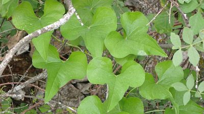 Dioscorea communis, photographed by scolym