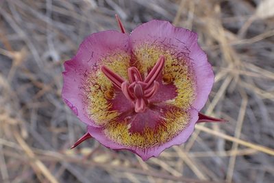 Calochortus plummerae, photographed by Madeleine Claire