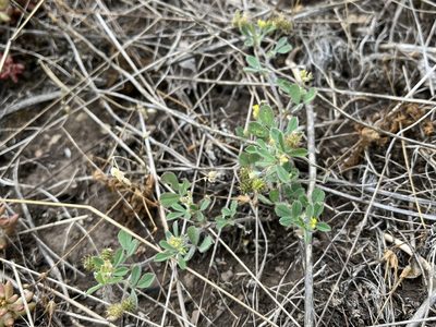 Medicago minima, photographed by Pavel Kacl
