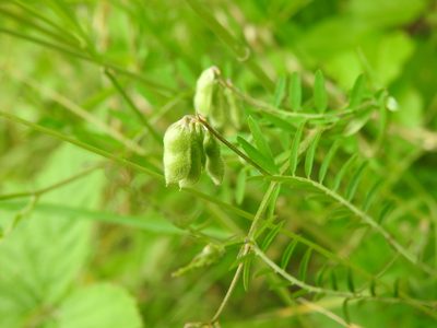 Vicia hirsuta, photographed by Yann Kemper