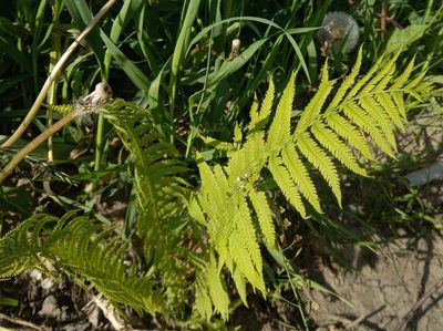 Matteuccia struthiopteris, photographed by Anastasia_Surkova