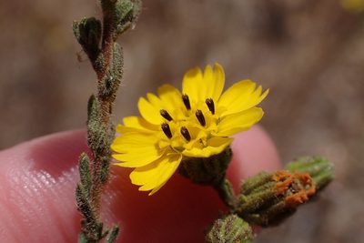 Deinandra paniculata, photographed by Madeleine Claire