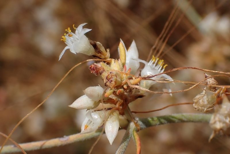 Cuscuta californica, photographed by Madeleine Claire