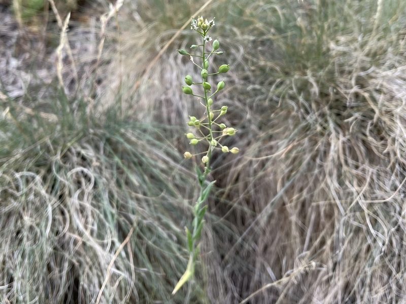 Camelina microcarpa, photographed by Pavel Kacl