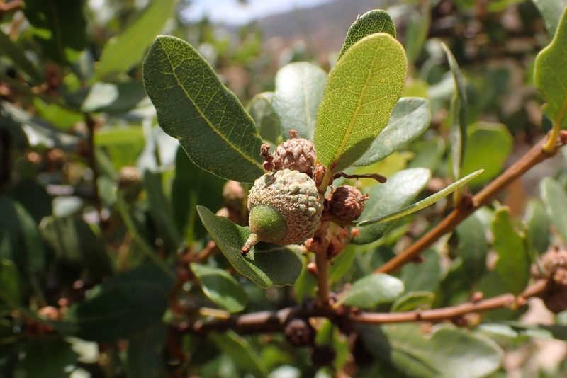 Quercus berberidifolia, photographed by Madeleine Claire
