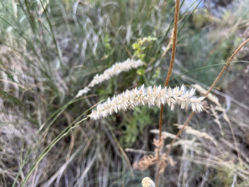 Melica transsilvanica, photographed by Pavel Kacl