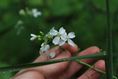 Cardamine angulata, photographed by Sean Haight