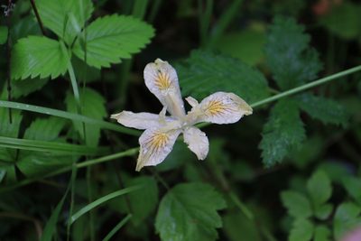 Iris chrysophylla, photographed by Sean Haight