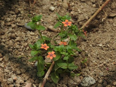 Lysimachia arvensis, photographed by Yann Kemper