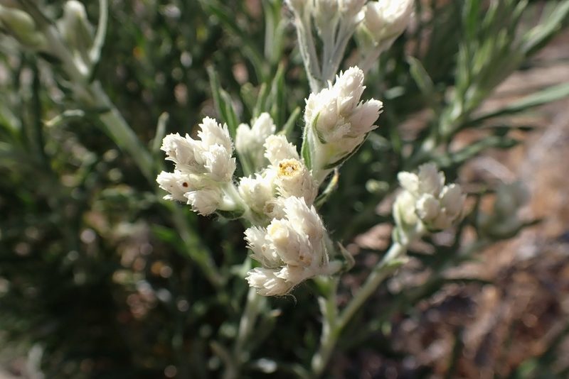 Pseudognaphalium leucocephalum, photographed by Madeleine Claire