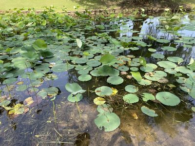 Nelumbo lutea, photographed by Luke Padon