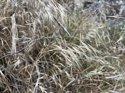 Bromus sterilis, photographed by Pavel Kacl