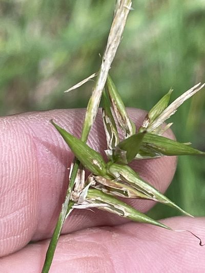 Carex lonchocarpa, photographed by Becky Dill
