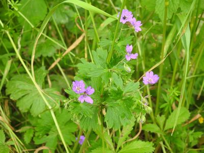 Geranium pyrenaicum, photographed by Yann Kemper