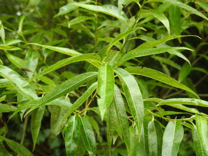 Salix euxina, photographed by Yann Kemper