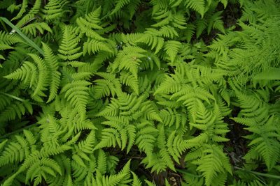Gymnocarpium dryopteris, photographed by Оксана Серикова