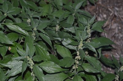 Parietaria officinalis, photographed by Michael Grundner