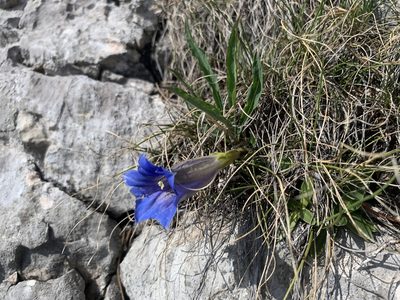 Gentiana clusii, photographed by Katrin Simon