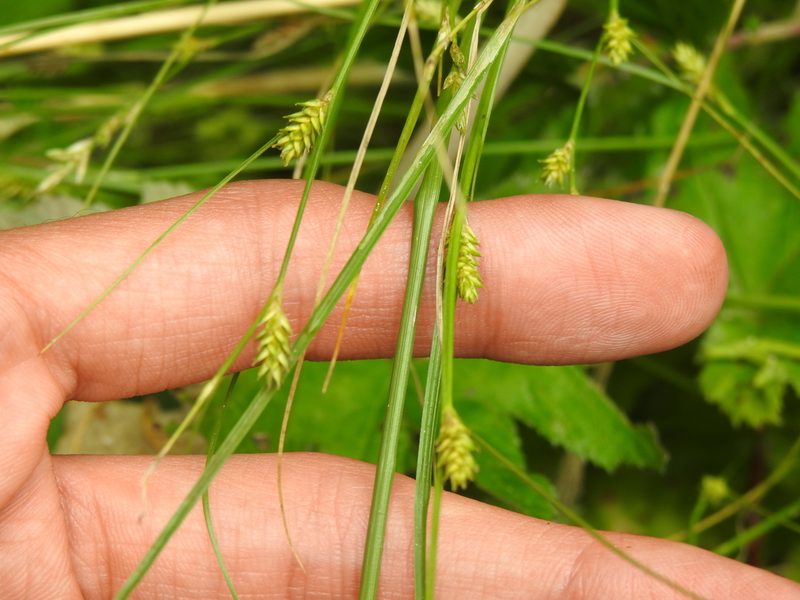 Carex remota, photographed by Yann Kemper