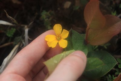 Oxalis suksdorfii, photographed by Sean Haight
