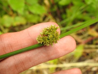 Juncus effusus, photographed by Yann Kemper