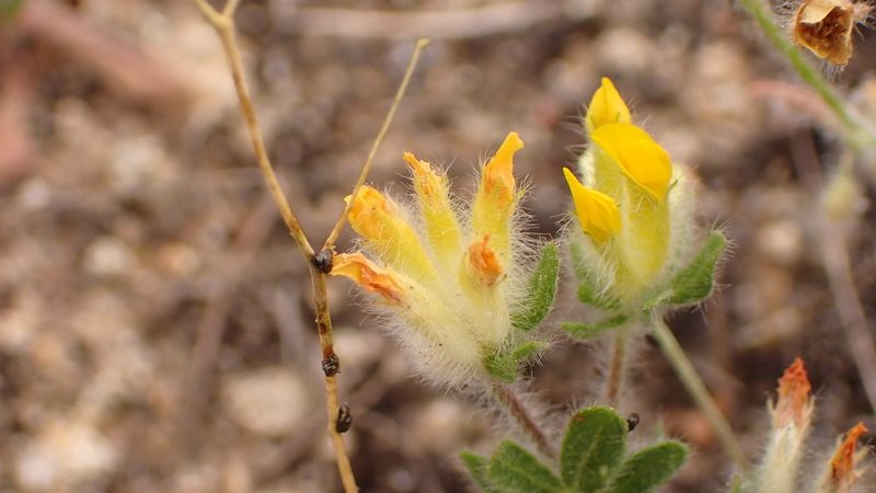 Anthyllis lotoides, photographed by scolym