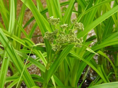 Scirpus sylvaticus, photographed by Yann Kemper