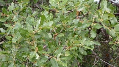 Quercus faginea, photographed by scolym