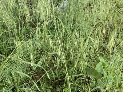 Bromus tectorum, photographed by Dilrukshan Priyantha Wijesinghe