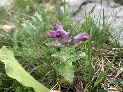 Bartsia alpina, photographed by Katrin Simon