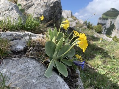 Primula auricula, photographed by Katrin Simon