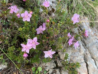 Rhodothamnus chamaecistus, photographed by Katrin Simon