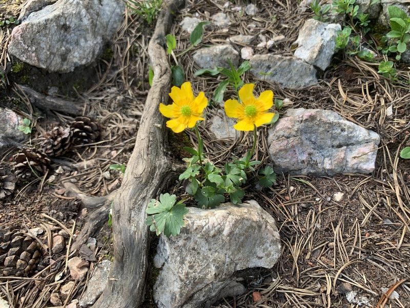 Ranunculus montanus, photographed by Katrin Simon