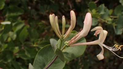 Lonicera etrusca, photographed by scolym