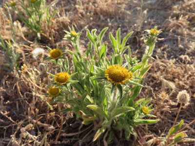 Pallenis spinosa, photographed by Juan C. Espinosa