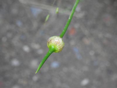 Allium vineale, photographed by Yann Kemper