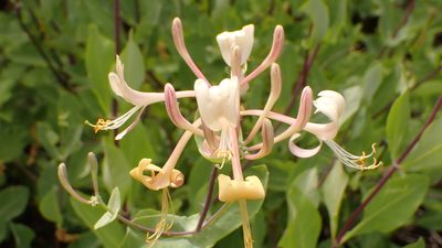 Lonicera etrusca, photographed by scolym