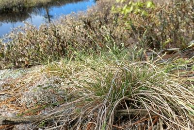 Carex albicans, photographed by Quinten Wiegersma