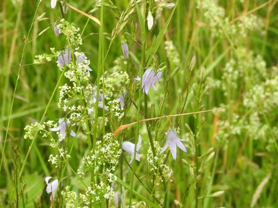 Campanula rapunculus, photographed by Yann Kemper